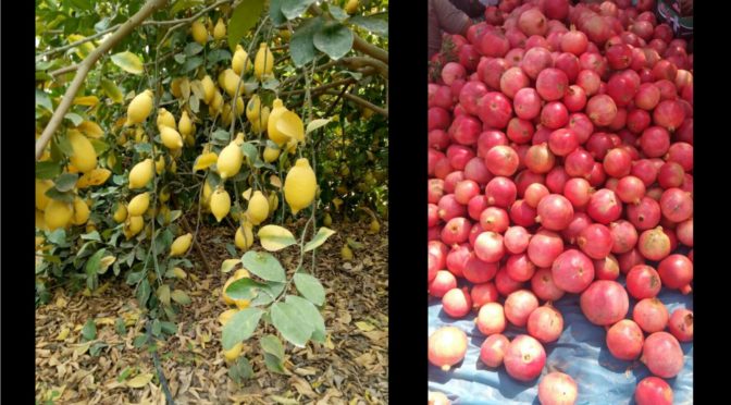 Sono arrivati limoni e melograni